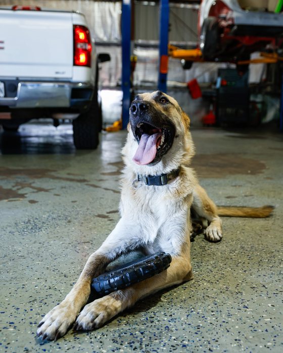 Poncho, the shop dog at The Shop GM Repair in North Little Rock, Arkansas